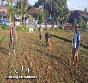 Manfaatkan Lahan Tidur Milik Kodim 0801/Pacitan, Anggota Lakukan Perawatan Tanaman Jagung