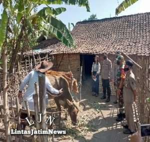 Antisipasi Penyebaran PMK, Polresta Mojokerto Gencar Vaksinasi Hewan Ternak