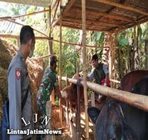 Cegah PMK, Babinsa Dampingi Petugas Vaksinasi Sapi