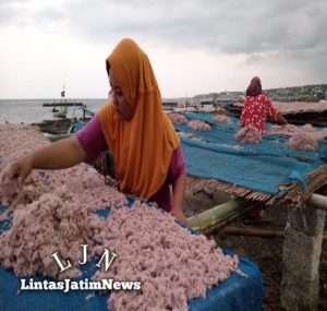 Musim Rebon Tiba, Nelayan Tradisional Lamongan Mulai Panen