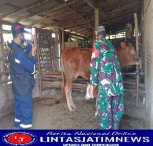 Pengendalian PMK Babinsa Terus Tinjau dan Edukasi Peternak,  Mengkarantina Bila Bergejala