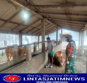 Cegah Wabah PMK Babinsa Cek Langsung Hewan Ternak Diwilayah Binaan