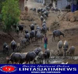 Mewujudkan Kampung berternak “KERBAU” Babinsa Banyubiru Ikut Aktif Melestarikan Tradisi
