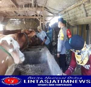 Babinsa berperan aktif dalam pendampingan vaksinasi PMK dan Sosialisasi Terkait Vaksinasi Hewan Ternak di Desa Binaannya