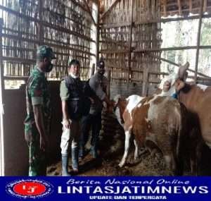 Cegah PMK, Babinsa Koramil Sambirejo Lakukan Pendampingan Vaksinasi