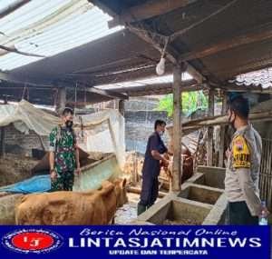 Berantas PMK, Babinsa Saradan Lakukan Pendampingan Vaksinasi Ternak