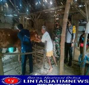 Vaksinasi PMK Hewan Ternak Babinsa Koramil Padas Lakukan Pendampingan