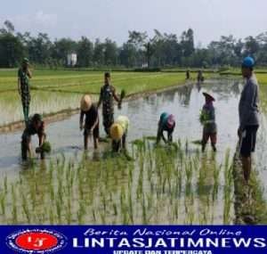 Wujudkan Swasembada Pangan, Babinsa Koramil 0801/01 Pacitan Bantu Petani Tanam Padi