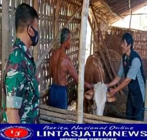 Babinsa Pandak Dampingi Penyuntikan Pada Hewan Ternak