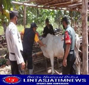 Dinas Peternakan Beri Suntikan Vaksin PMK di dampingi Babinsa