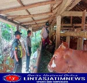 Babinsa Koramil 0801/05 Nawangan Dampingi Giat Vaksinasi Hewan Ternak