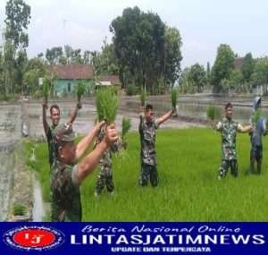 Babinsa Koramil Widodaren Bersama Masyarakat Tanam Padi Bibit Unggul Japonica