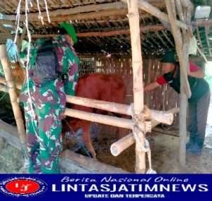 Antisipasi Penyebaran PMK, Babinsa Pos Koramil 0805/16 Pangkur Pantau Hewan Ternak di Wilayahnya