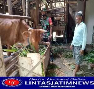 Cegah PMK, Babinsa Dampingi Tim Vaksinasi Ternak Sapi Diwilayah Kecamatan Mondokan