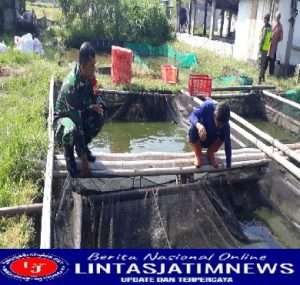 Tingkatkan Ketahanan Pengan di Wilayah, Babinsa Banyuanyar Bersama Warga Laksanakan Panen Lele