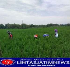 Babinsa Koramil Kedunggalar Dampingi Petani Penyiangan Rumput Pada Tanaman Padi