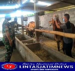 Babinsa Koramil 0812/07 Bluluk Melaksanakan Pendampingan Vaksin Hewan Ternak