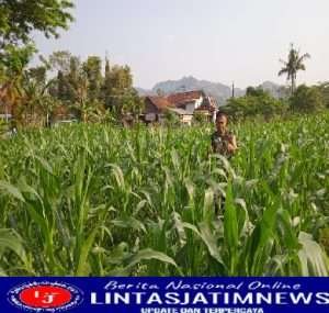 Maksimalkan Hasil Panen, Kodim 0801/Pacitan Pelihara Tanaman Jagung