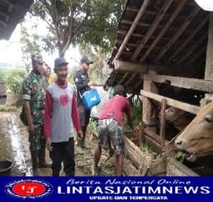Babinsa Temboro Berikan Pendampingan Vaksin Terhadap Hewan Ternak