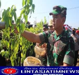 Dilahan 3 Ha, Danrem 074/Warastratama Panen Raya Kacang Sacha Inchi Bersama Forkopimda Kabupaten Wonogiri