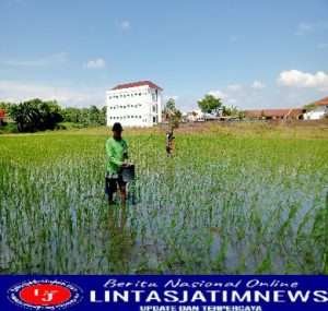 Tingkatkan Ketahanan Pangan, Babinsa Banyuanyar Aktif Turun Ke Sawah Bantu Petani