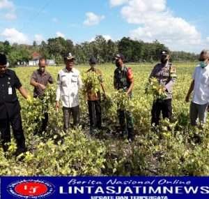 Babinsa Koramil 05 Weru Dim 0726/Sukoharjo, Dampingi Poktan IV Desa Krajan Kec. Weru Panen raya Kedelai
