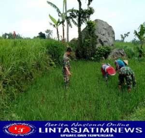 Babinsa Koramil Sine Dampingi Petani Penyiangan Rumput Pada Tanaman Padi