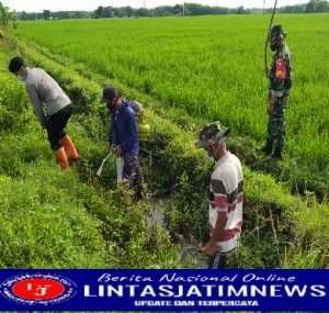 Serda Danang Bersama Para Petani Laksanakan Gropyokan Tikus