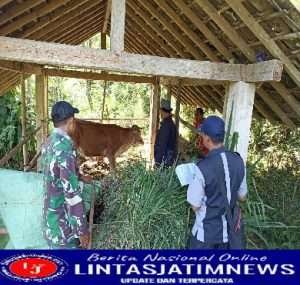 Sejahterakan Peternak, Babinsa Berkeliling Mendampingi Pemberian Vaksinasi PMK Hewan Ternak