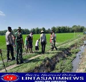 Penanggulangan Hama Tikus, Babinsa Desa Sirigan Bersama Masyarakat Bergerak Cepat