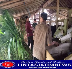 Cegah Penyakit, Babinsa Koramil 0801/06 Bandar Lakukan Pendampingan Vaksinasi Hewan Ternak.