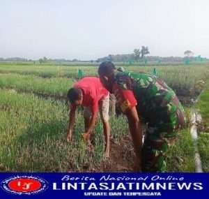 Sukseskan Swasembada Pangan, Babinsa Nogosari Bantu Petani Bersihkan Gulma