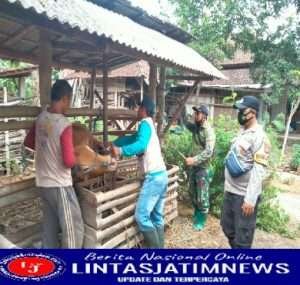 Babinsa Kodim 0802/Ponorogo Terus Lakukan Pendampingan Terhadap Vaksinasi Hewan Ternak