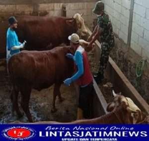 Cegah Penyakit Hewan Ternak, Babinsa Koramil Wonosegoro Dukung Vaksinasi PMK