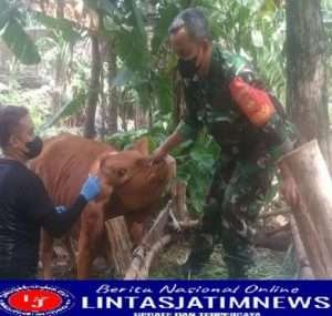 Cegah PMK, Koramil Wonosegoro Sukseskan Vaksinasi Ternak
