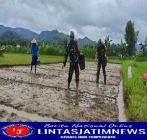 Menunjang Ketahanan Pangan, Babinsa Lakukan Pendampingan Sektor Pertanian