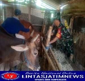 Babinsa aktif dalam Pendampingan Vaksinasi PMK dan Sosialisasi Vaksinasi Hewan Ternak