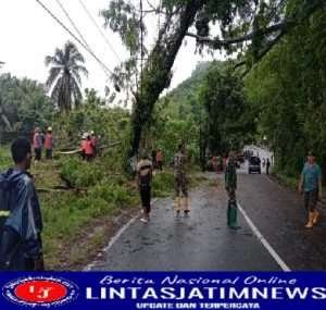 Tanggap Bencana, Babinsa Koramil 0801/01 Pacitan Beserta Dinas Terkait Evakuasi Pohon Tumbang