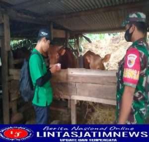 Bersama Mantri Hewan,Sertu Mustofa Rutin Laksanakan Vaksinasi Pada Hewan Ternak Sapi