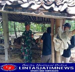 Babinsa Sambi Bantu Proses Vaksinasi PMK Diwilayah Binaan