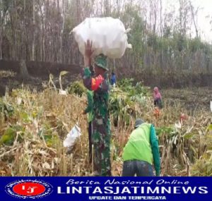 Dukung Program pemerintah dalam Sukseskan Ketahanan Pangan, Babinsa Wonosegoro Bantu Panen Jagung