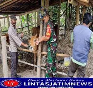 Optimalisasi Penanganan PMK, Babinsa Dampingi Pemasangan Eartag Digital Hewan Ternak