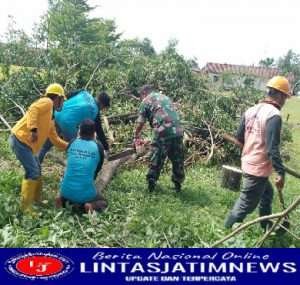 Guna Meminimalisir Pohon Tumbang, Babinsa Posramil Kasreman Tebangi Pohon yang Rawan Tumbang Saat Musim Hujan