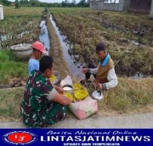 Himbau Tingkatkan Swasembada Pangan, Babinsa Guli Komsos Dengan Petani
