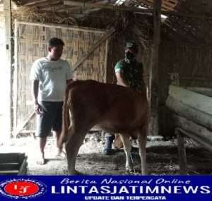 Jaga Kebersihan Kandang Ternak, Untuk Menghindari PMK