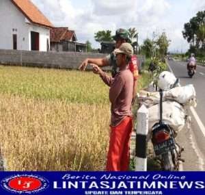 Babinsa Komsos dengan Para Petani