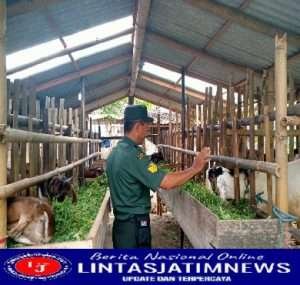 Timba Ilmu Peternakan Babinsa Komsos dengan Pengelola BUMDES