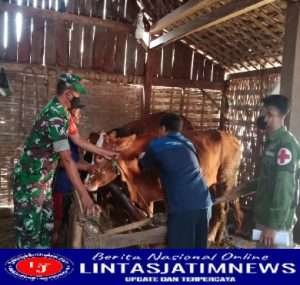 Babinsa Koramil Kwadungan Dampingi Petugas Kesehatan Vaksinasi Hewan Ternak