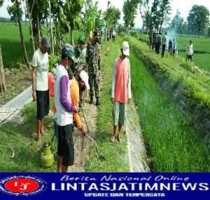 “Gropyokan” Cara Babinsa Karangjati Untuk Membasmi Hama Tikus yang Menyerang Persawahan Warganya