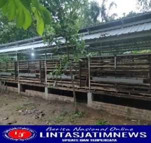 Koperasi Produsen Serambi Indonesia Madani Surabaya, Mengembangkan Sayap Bisnis ke Ternak Domba Tanpa Mengarit